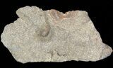 Cyclopyge An Unusual Pelagic Trilobite #40144-1